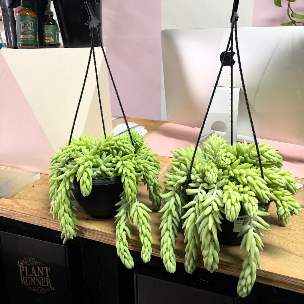 Sedum 'Donkey Tail' Cactus – indoor plant available at Green Envy Indoor Plants Melbourne