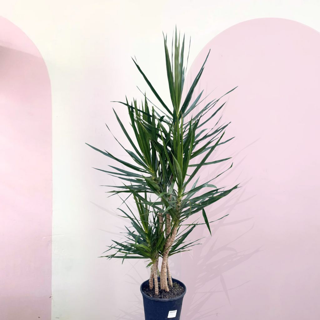 Dragon Tree – Dracaena marginata – indoor plant available at Green Envy Indoor Plants Melbourne