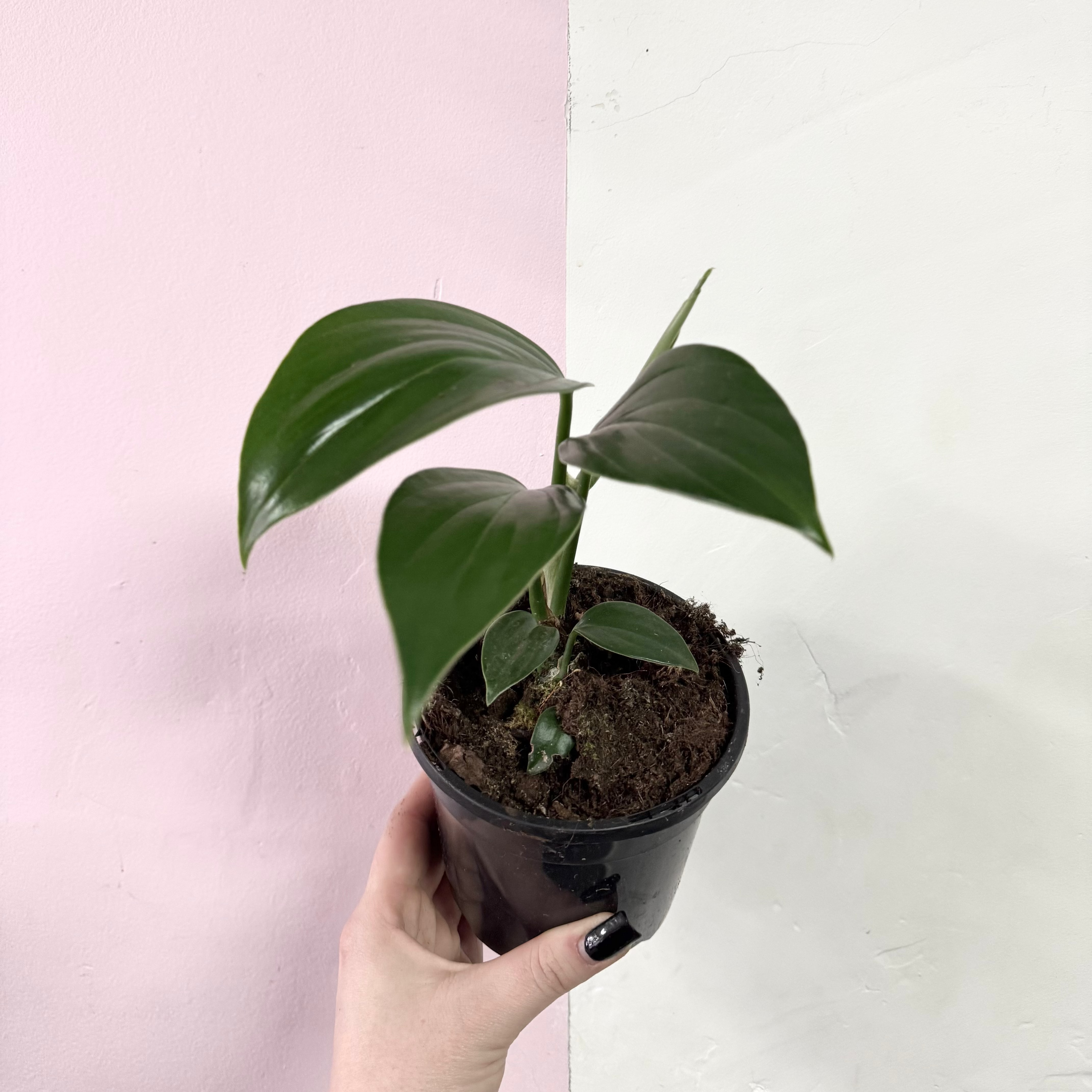 Rhaphidophora Decursiva - Dragon Tail – indoor plant available at Green Envy Indoor Plants Melbourne