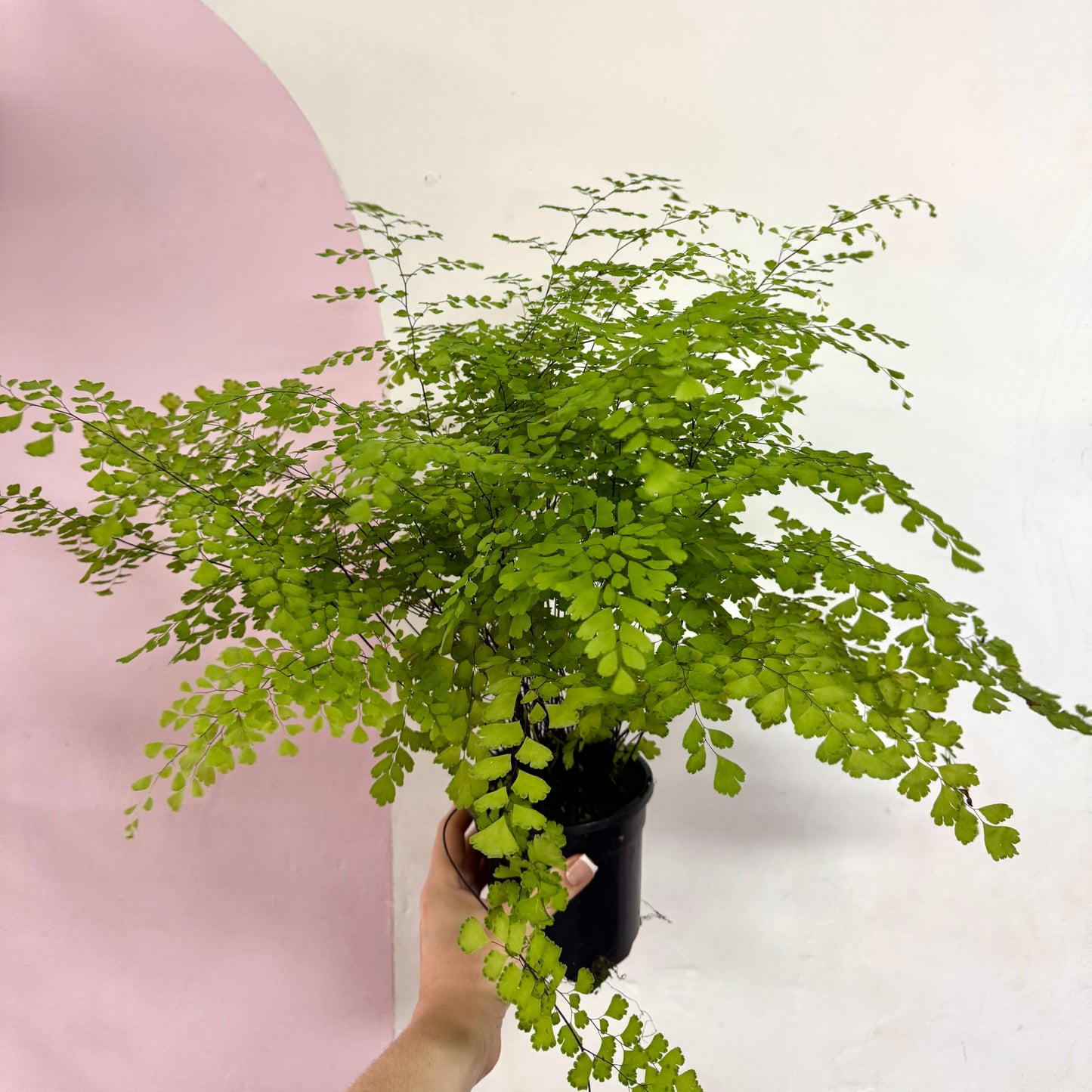 Maidenhair Fern