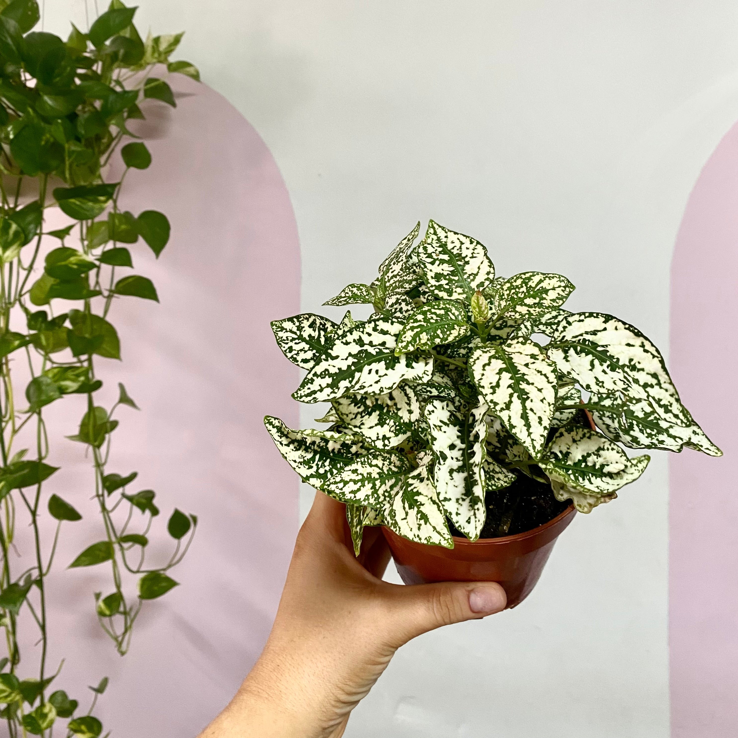 Polka Dot Plant 'Hypoestes Phyllostsachya'