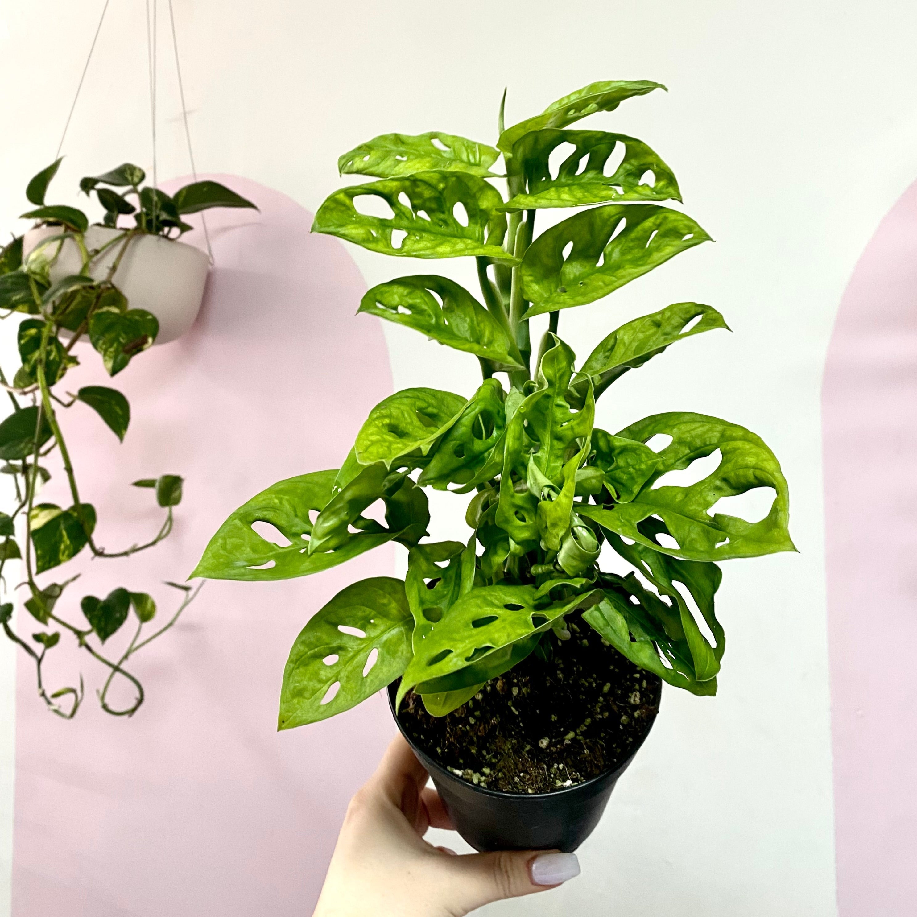 Monstera Adansonii 'Swiss Cheese Plant' Monkey Mask