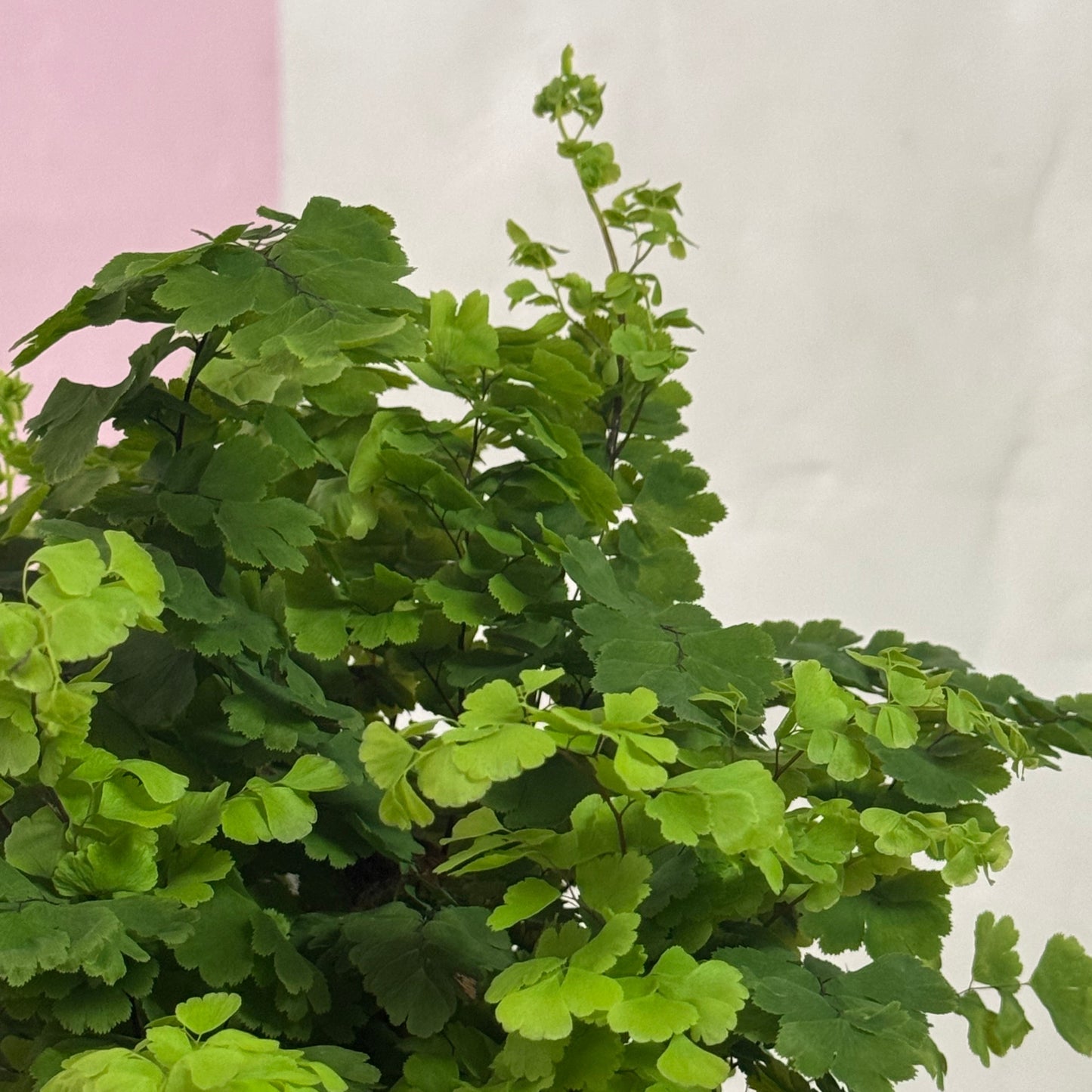 Maidenhair Fern