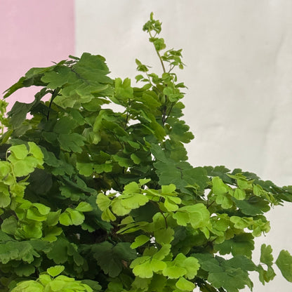 Maidenhair Fern