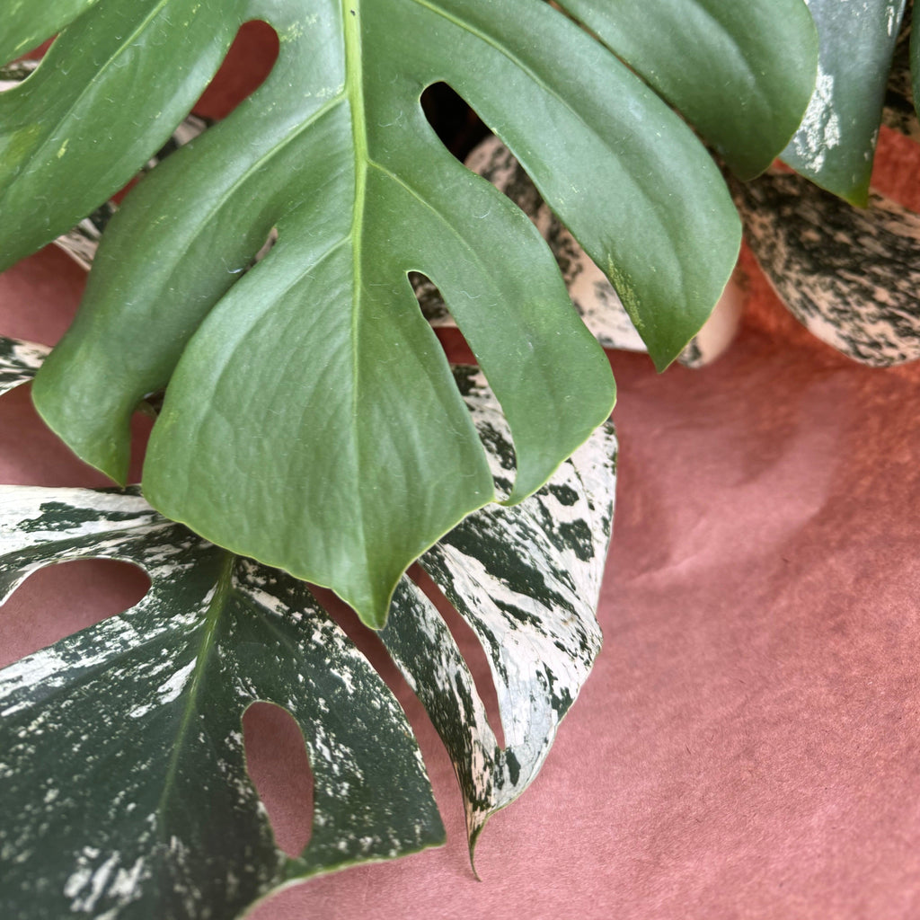 monstera thai mint Variegated Monstera 'Mint' – Rare Indoor Plant