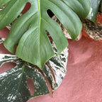 斑叶龟背竹‘薄荷’