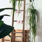 玻利维亚 Rhipsalis 吊篮