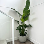 Bird of Paradise