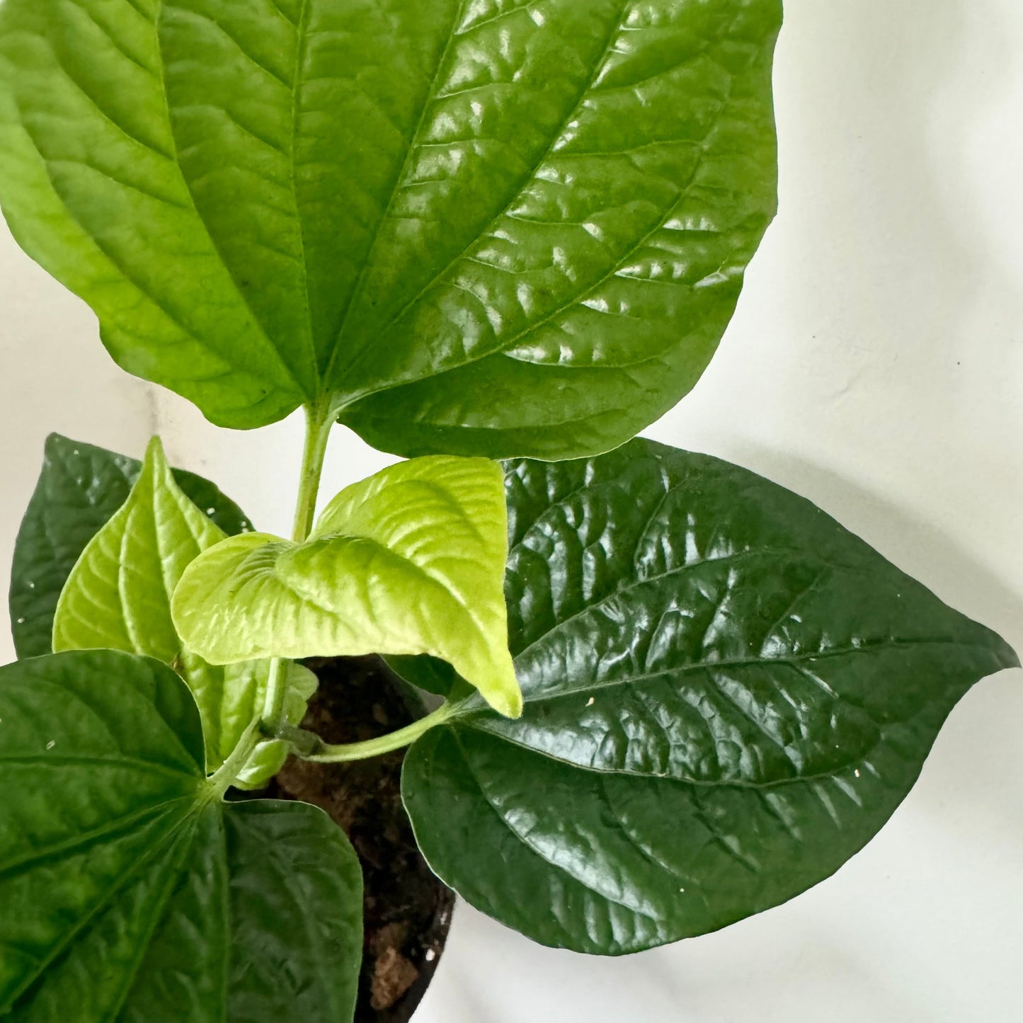 Betel Leaf - Edible Piper Sarmentosum