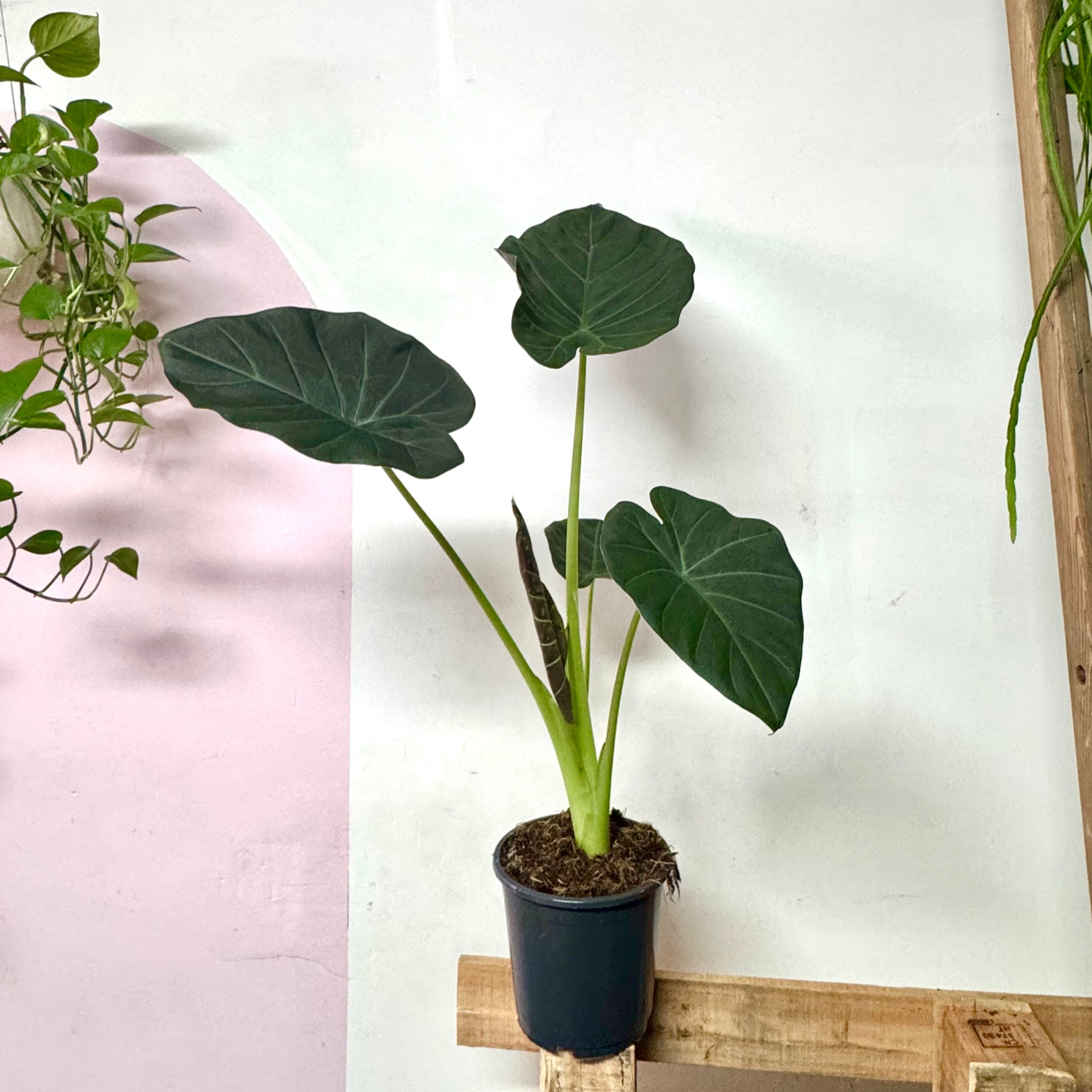 Alocasia Regal Shields