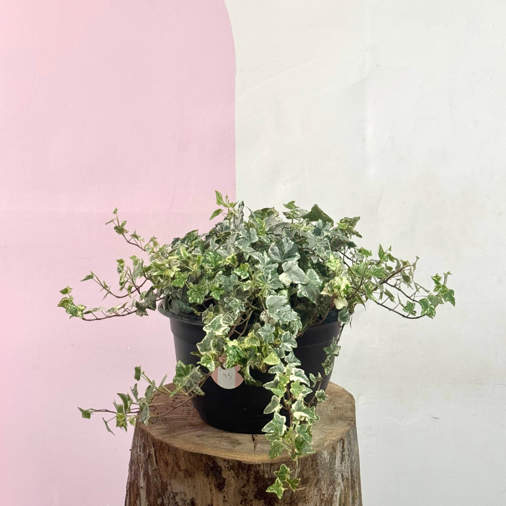 English Ivy - Variegated