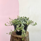 English Ivy - Variegated