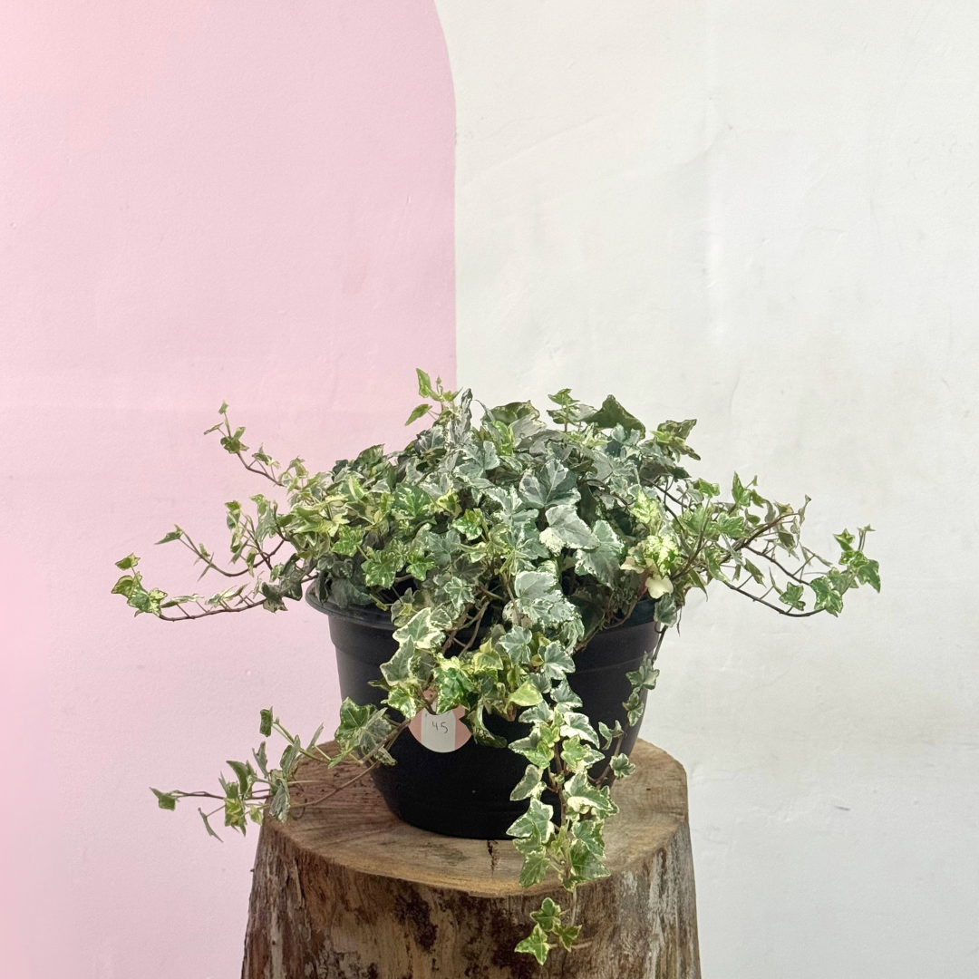 English Ivy - Variegated