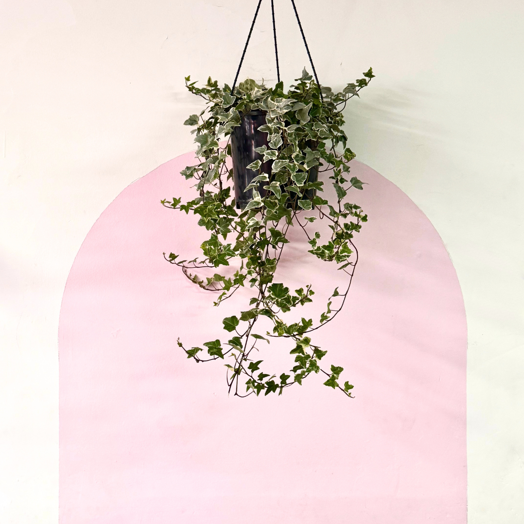 English Ivy - Variegated
