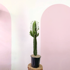 Euphorbia Cactus