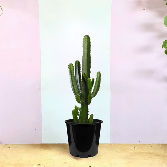 Euphorbia Cactus