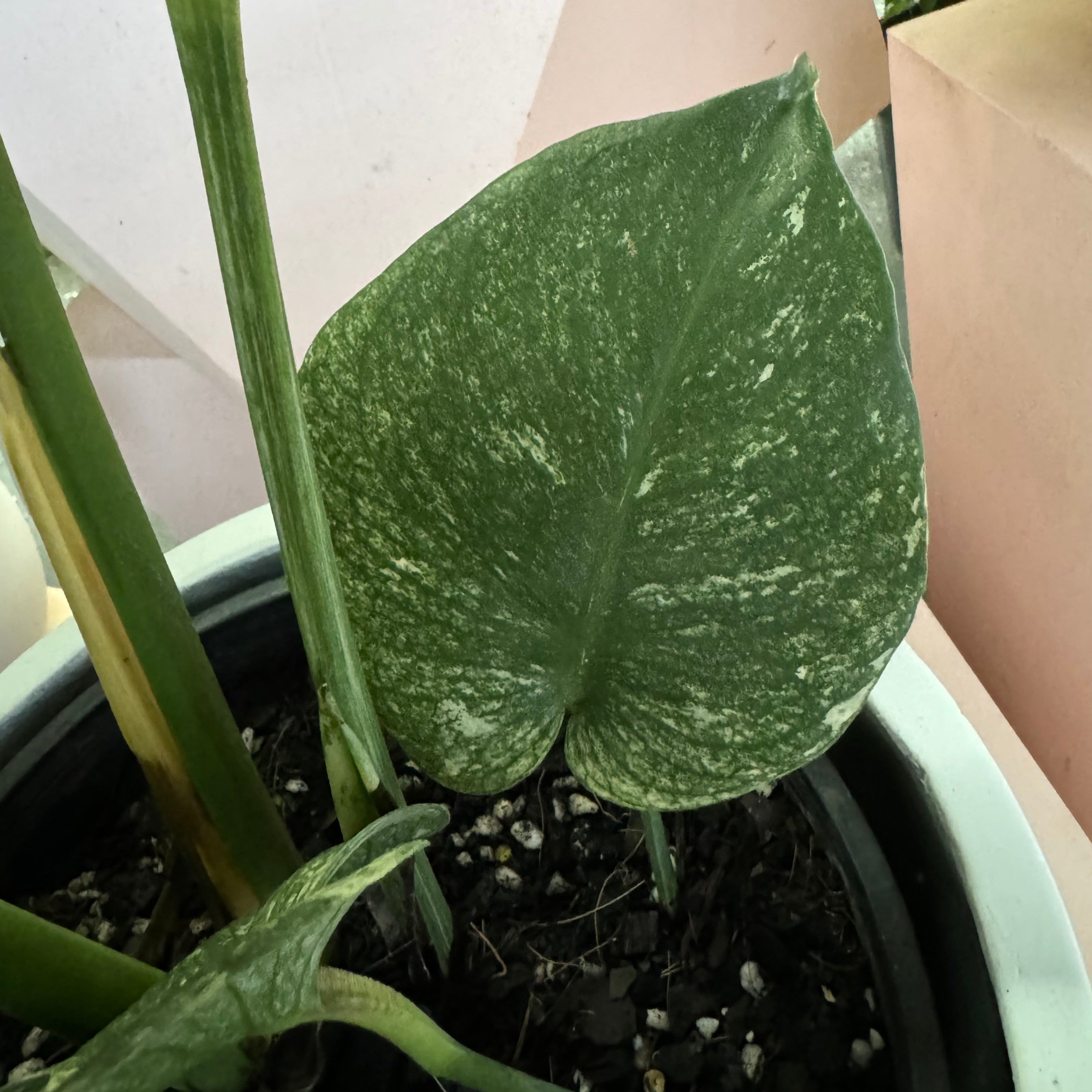 斑叶龟背竹‘薄荷’