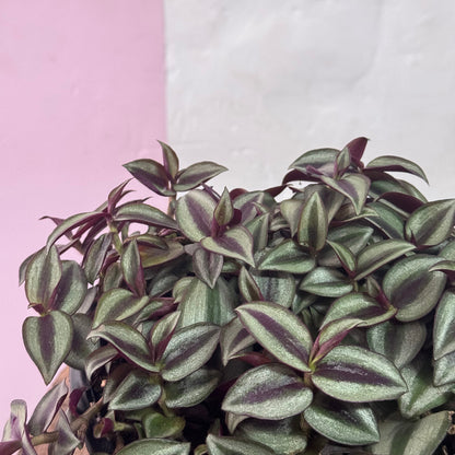 Tradescantia 'Zebrina Spiderwort'
