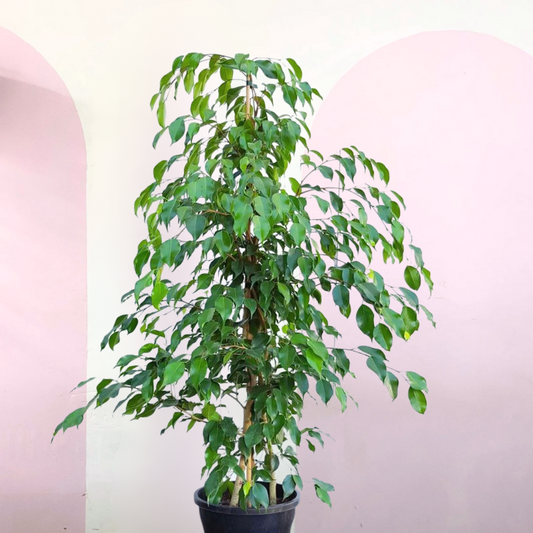 Ficus Benjamina
