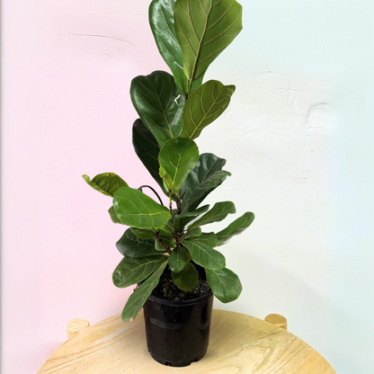 Fiddle Leaf Fig 'Bambino'