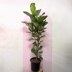 Fiddle Leaf Fig Green Envy Indoor Plants