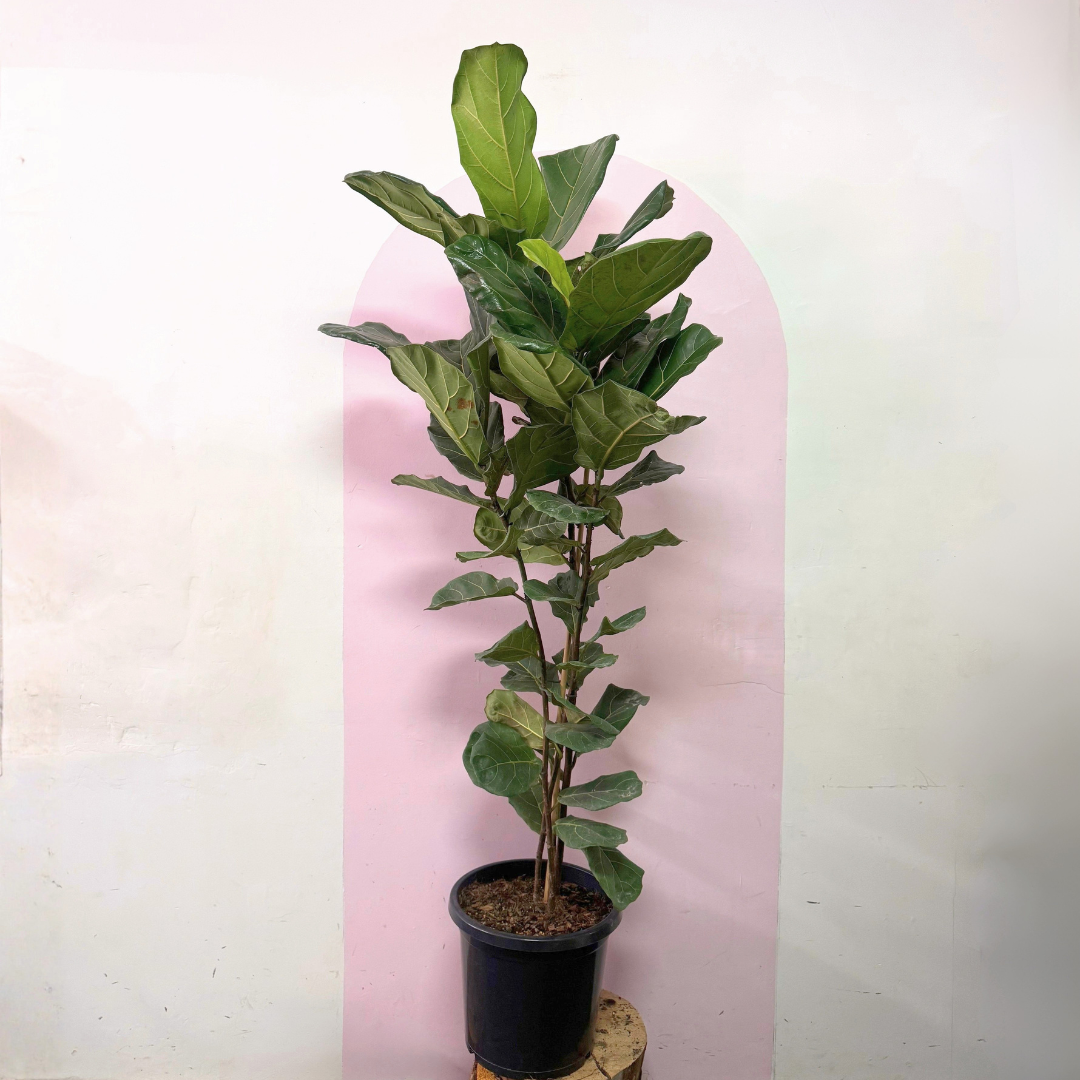 Fiddle Leaf Fig Green Envy Indoor Plants