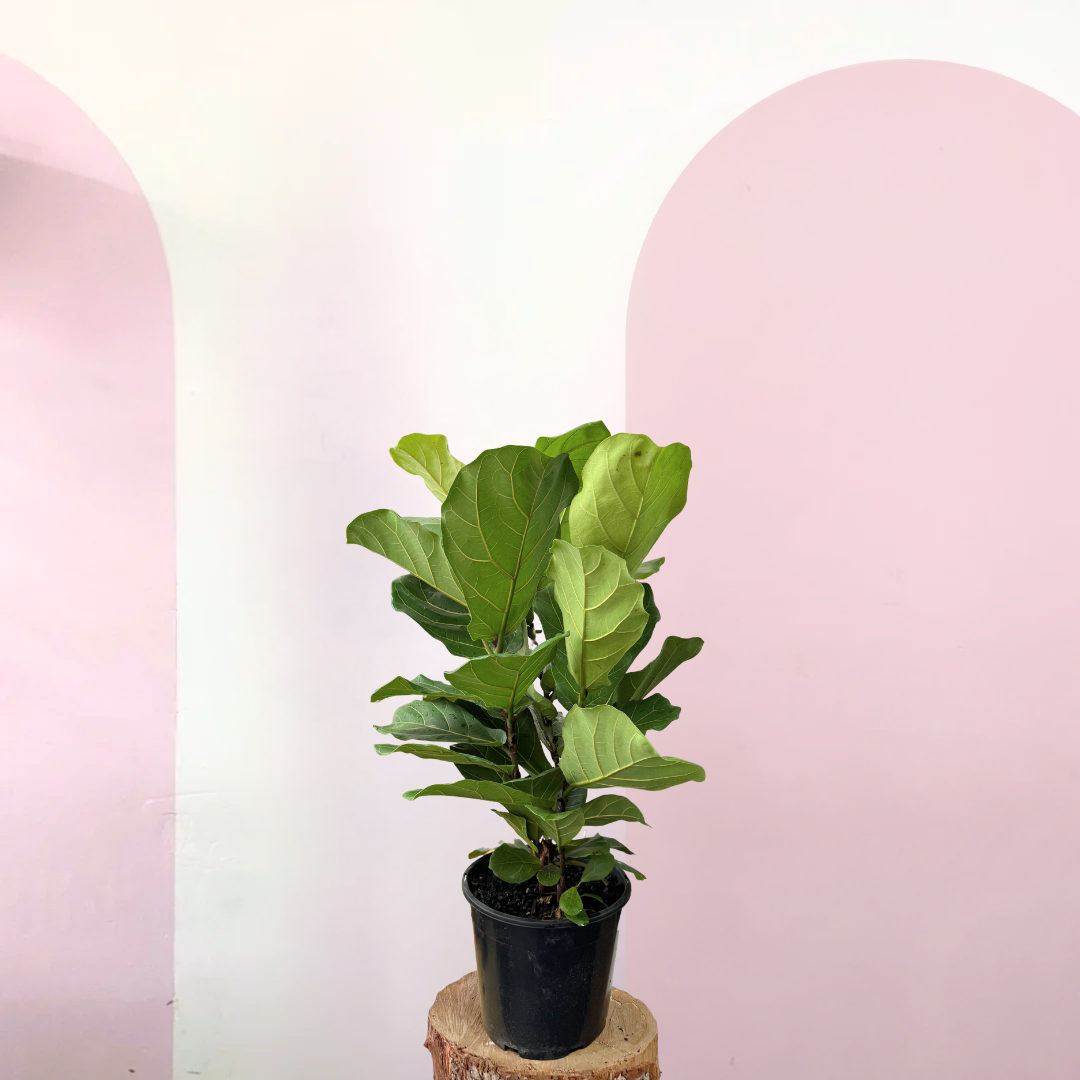 fiddle leaf fig dark green Fiddle Leaf Fig – Indoor Plant