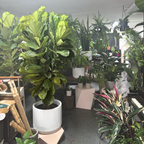 Fiddle Leaf Fig