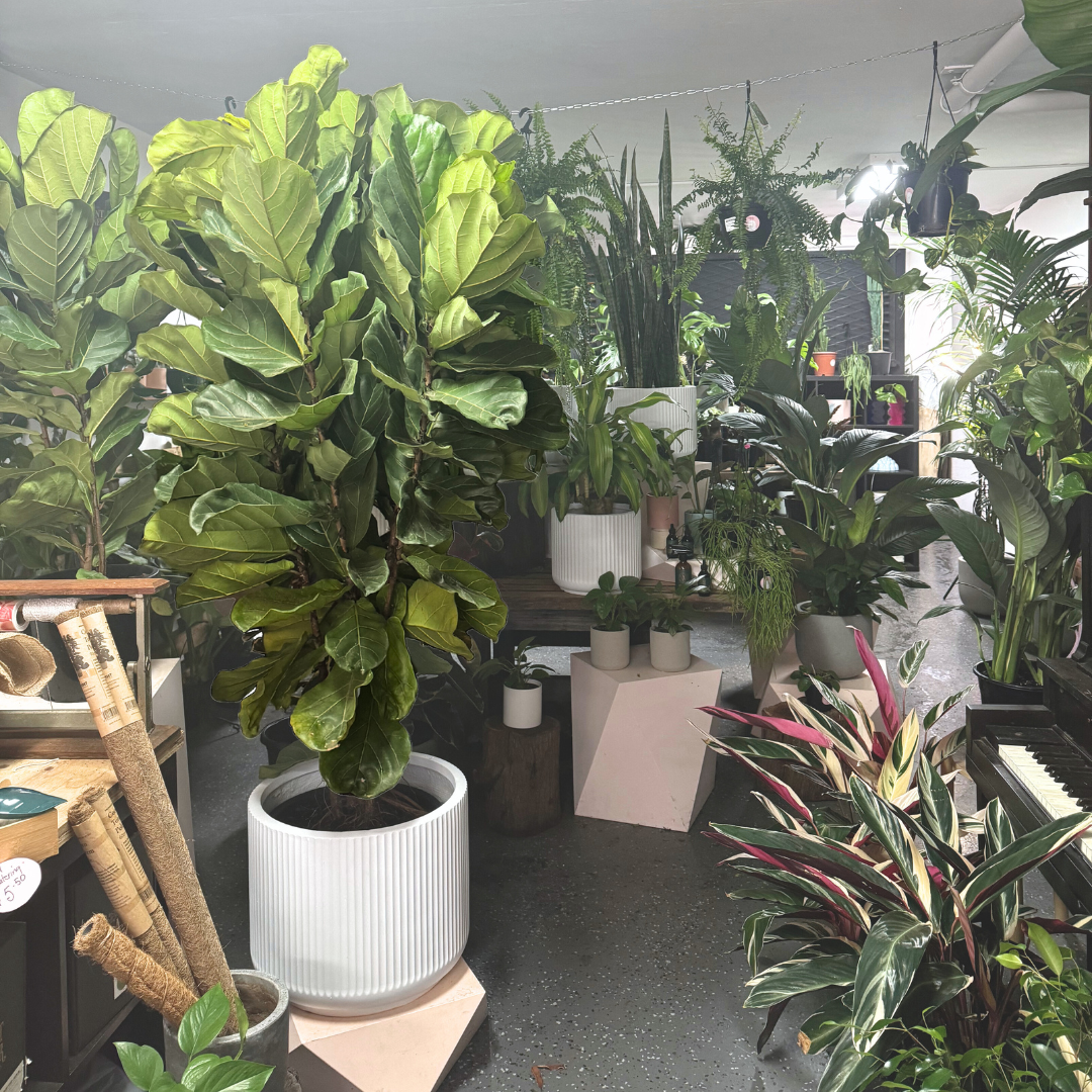 Fiddle Leaf Fig