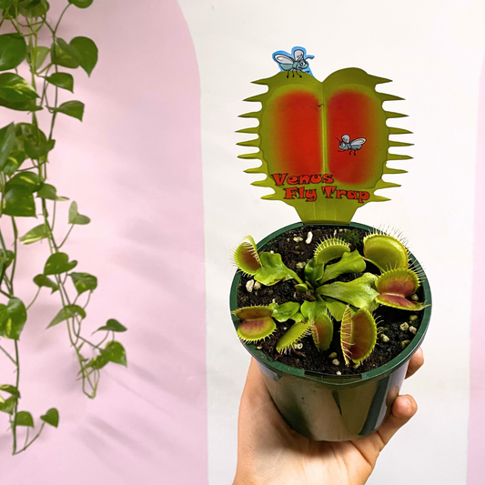 Carnivorous Venus Fly Trap