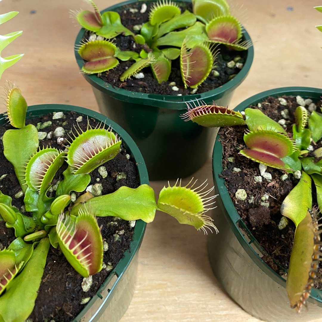 Carnivorous Venus Fly Trap