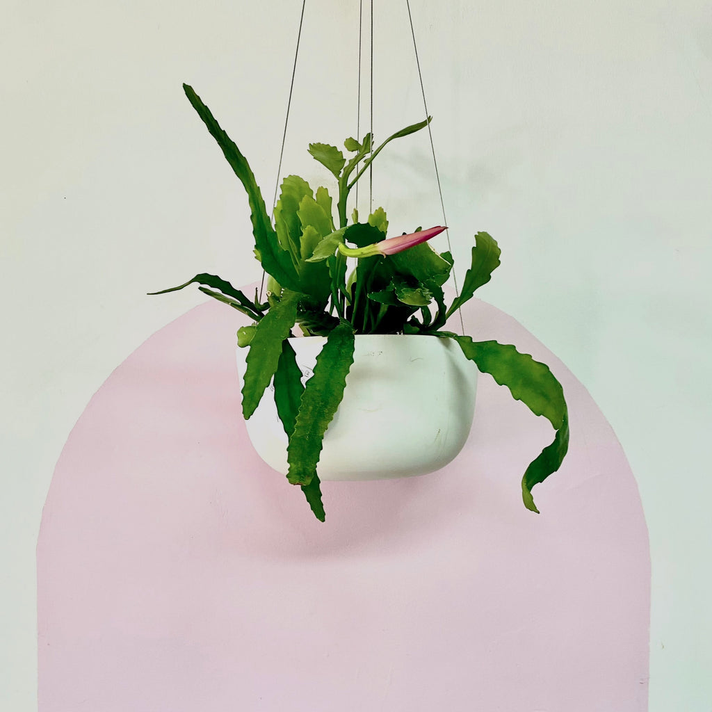 Orchid Cactus Hanging Basket