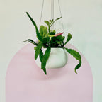 Orchid Cactus Hanging Basket