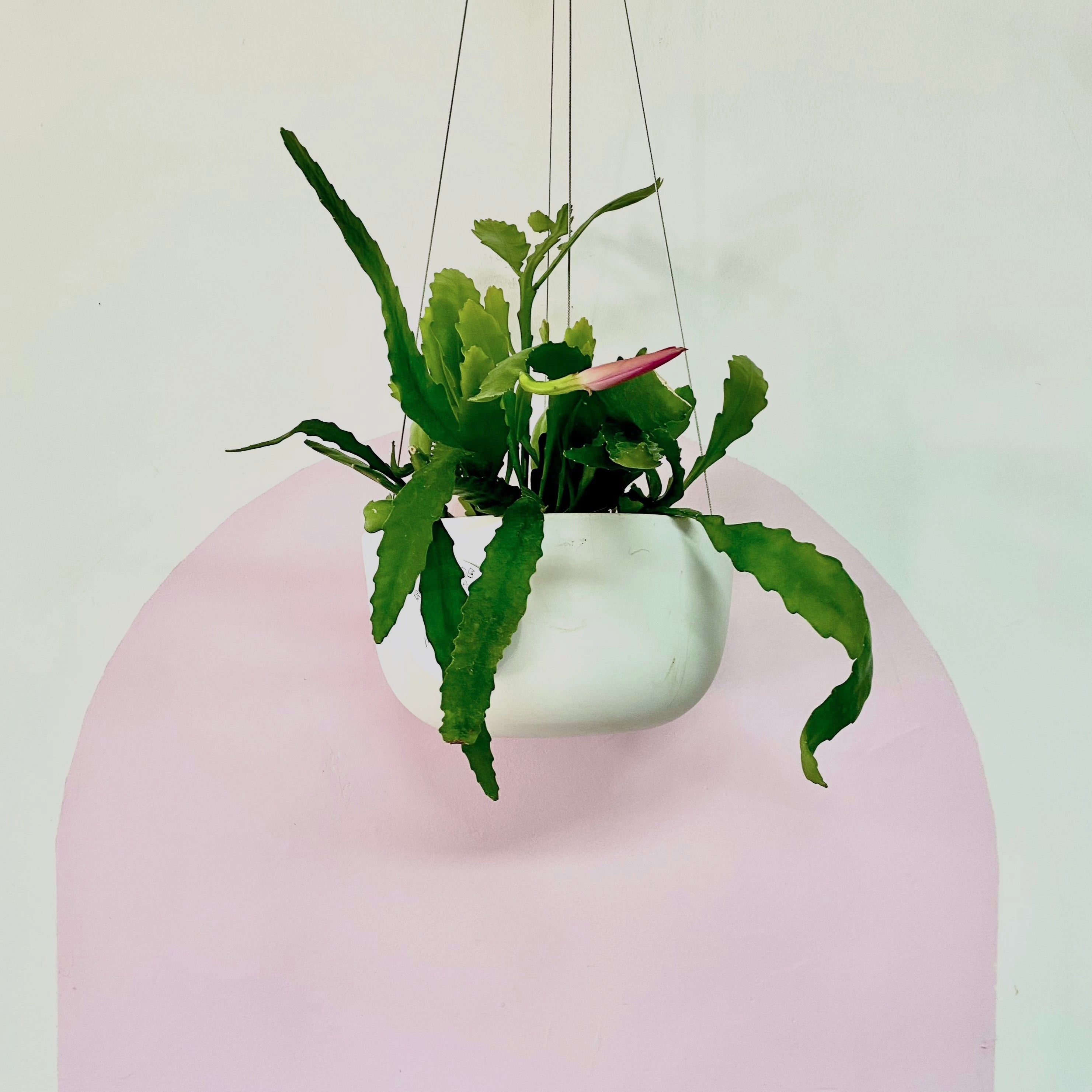 Orchid Cactus Hanging Basket