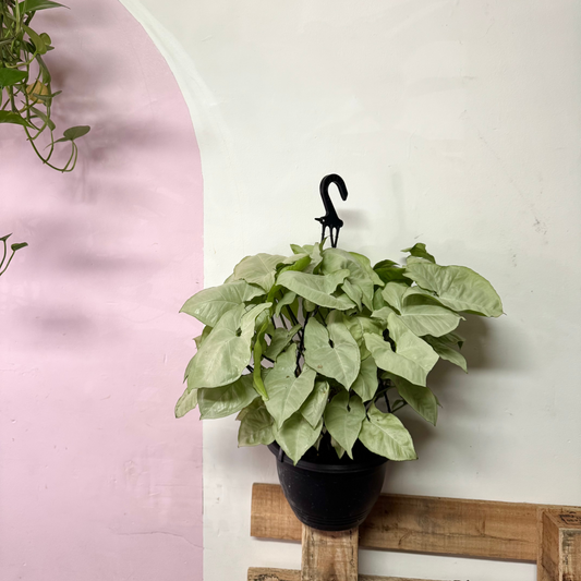 合果芋‘白蝴蝶’