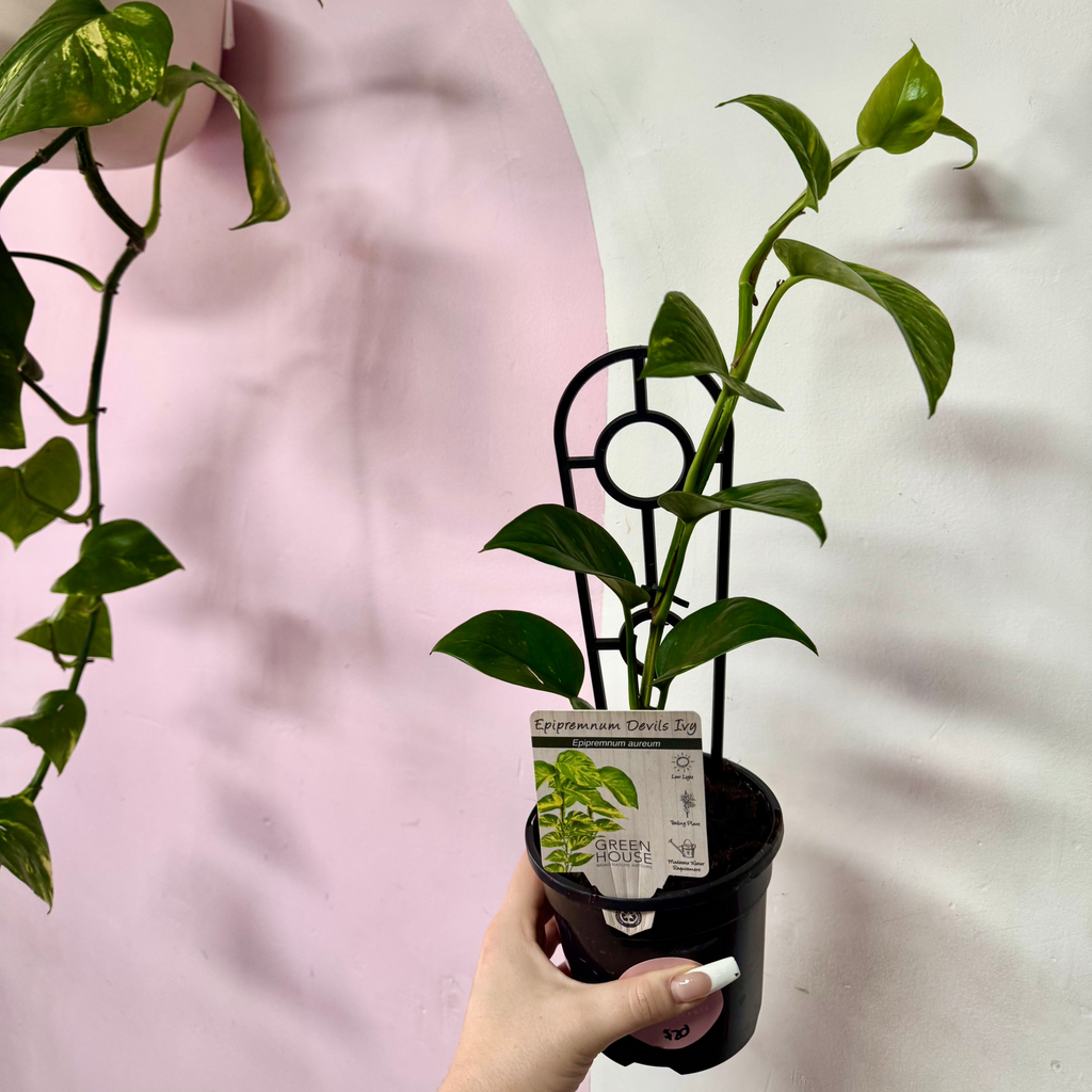 Devils Ivy 'Pothos'