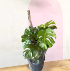 Monstera on Totem