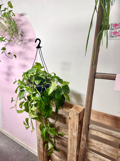Devils Ivy 'Pothos' Hanging Basket