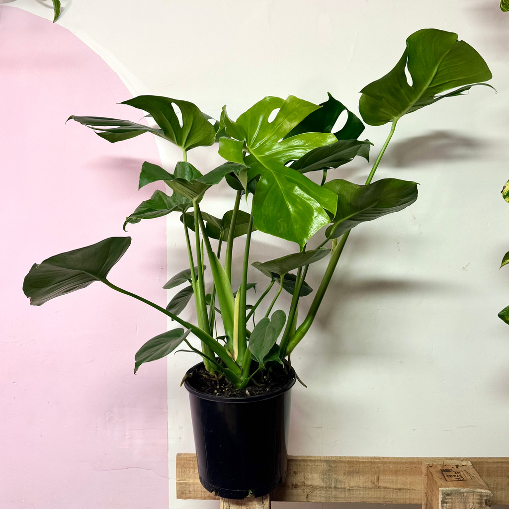 Monstera Deliciosa