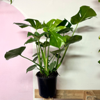 Monstera Deliciosa