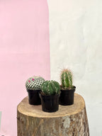 Baby Cactus