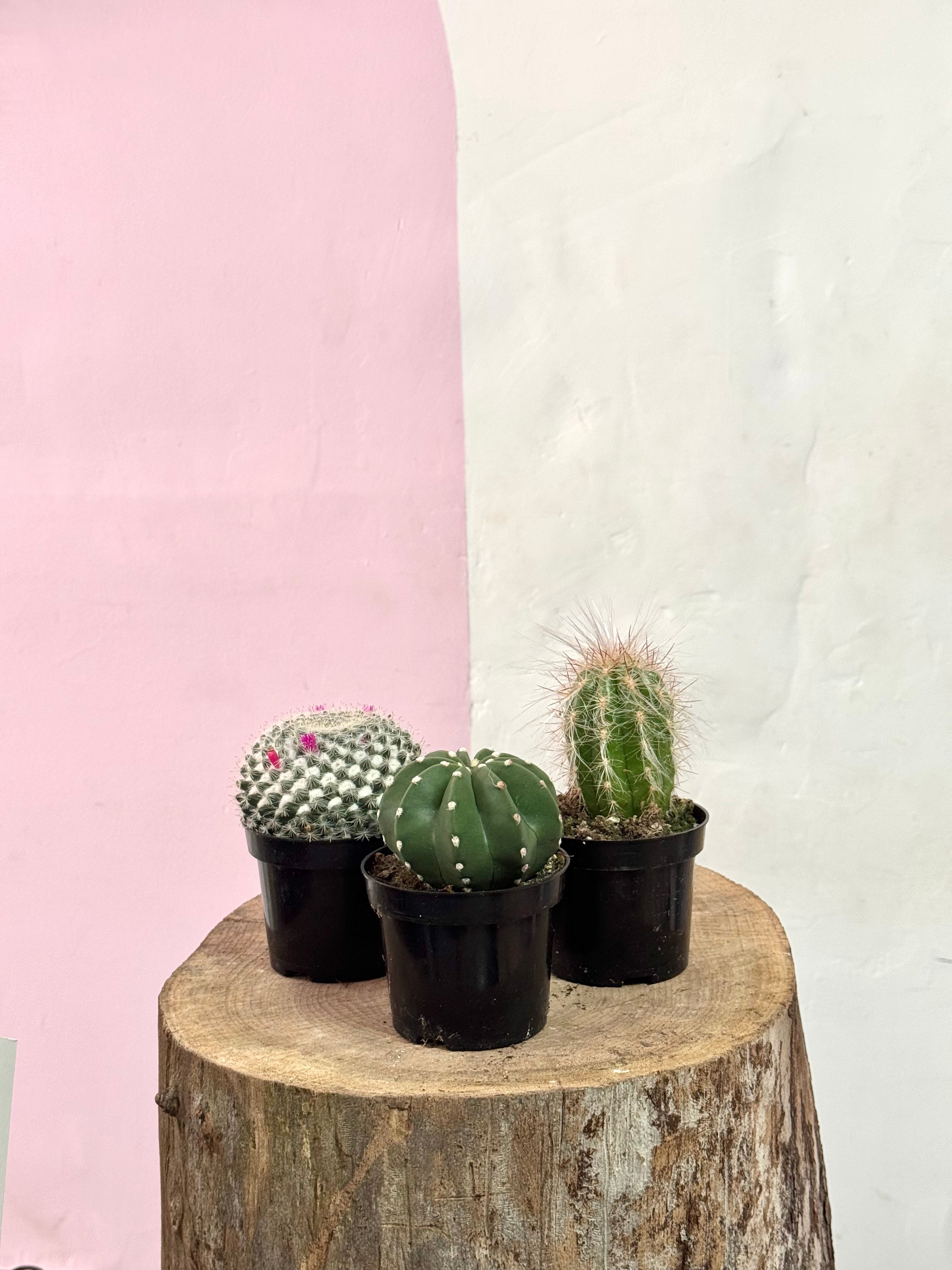 Baby Cactus