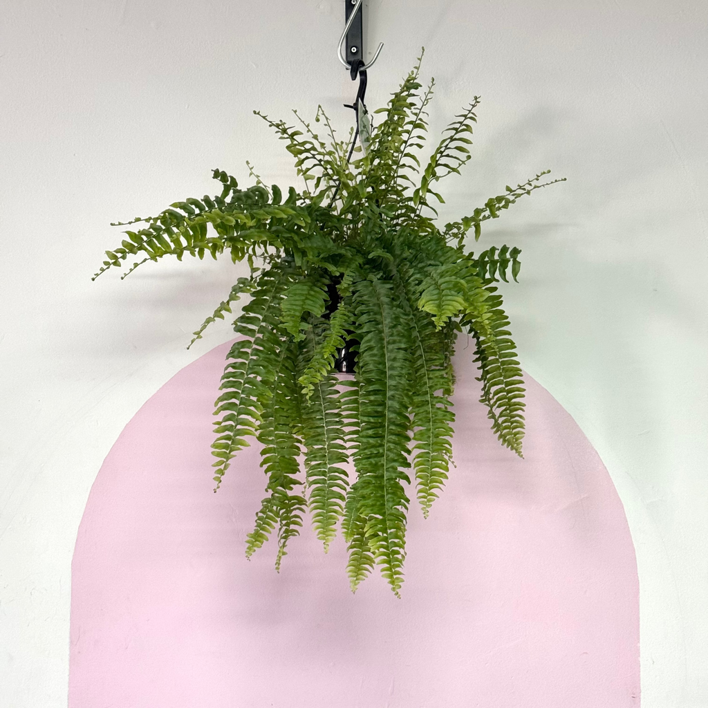 Boston Fern
