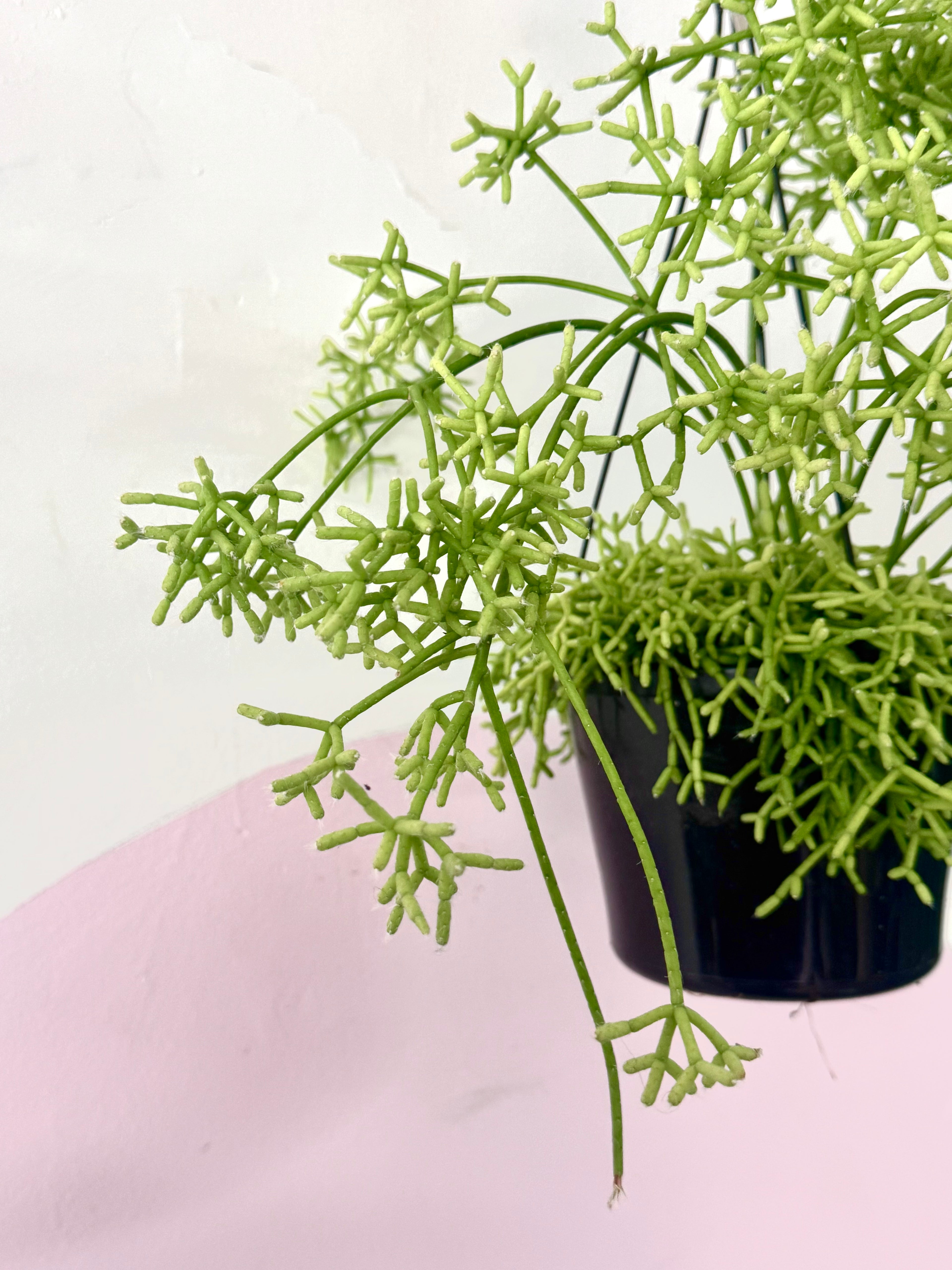 Rhipsalis Cereuscula Mistletoe – close-up detail showing foliage