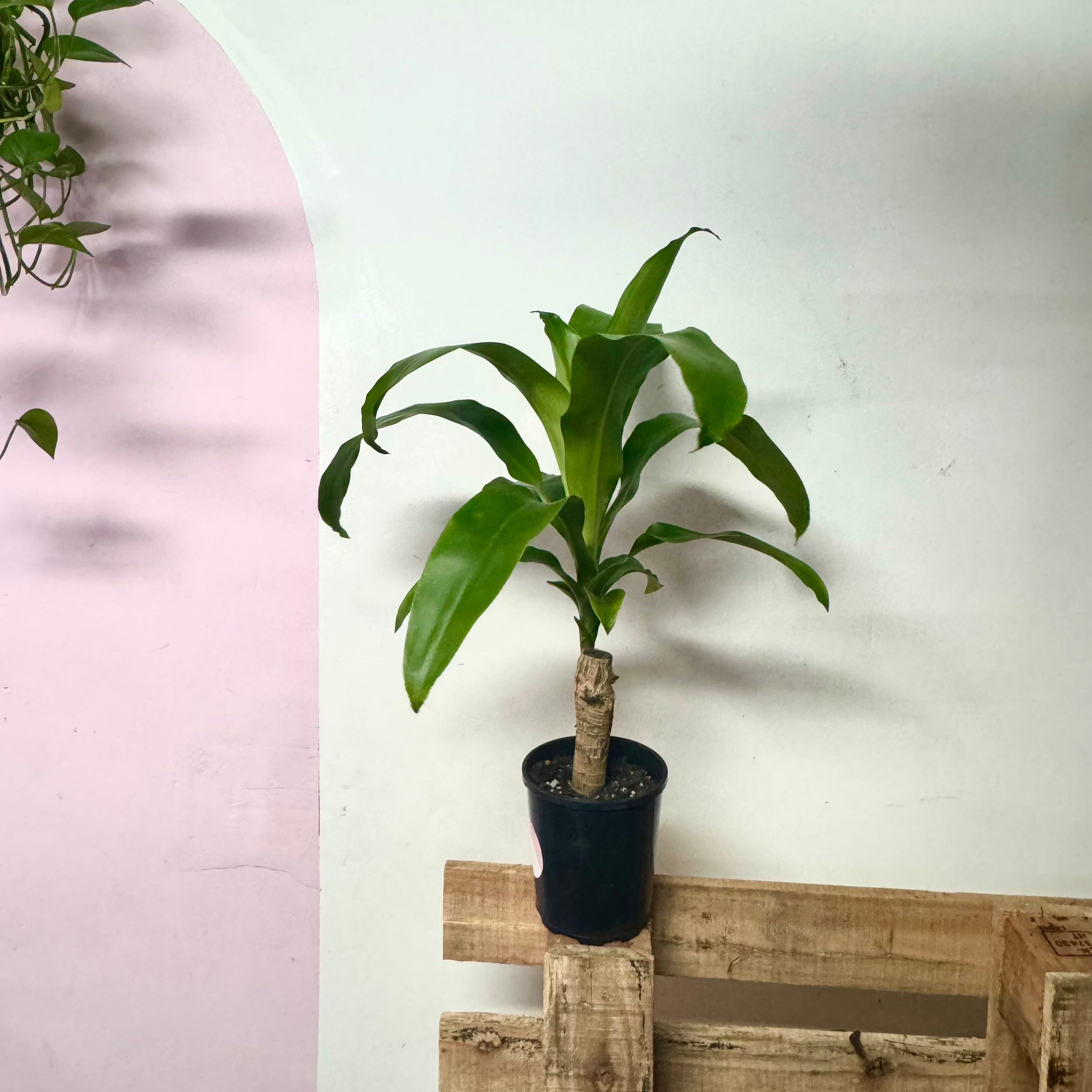 Dracaena Happy Plant - Green