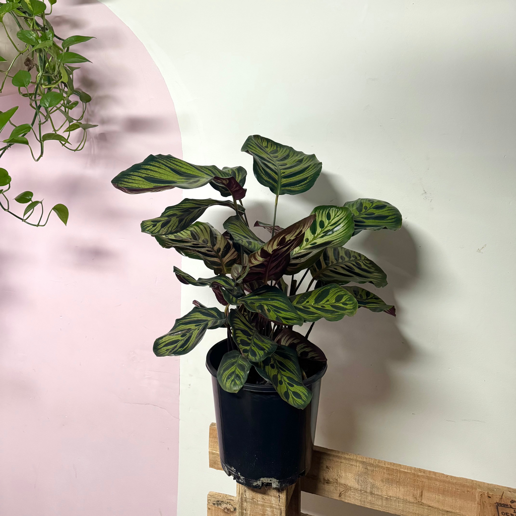 Calathea 'Peacock' Makonaya