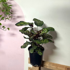 Calathea 'Peacock' Makonaya