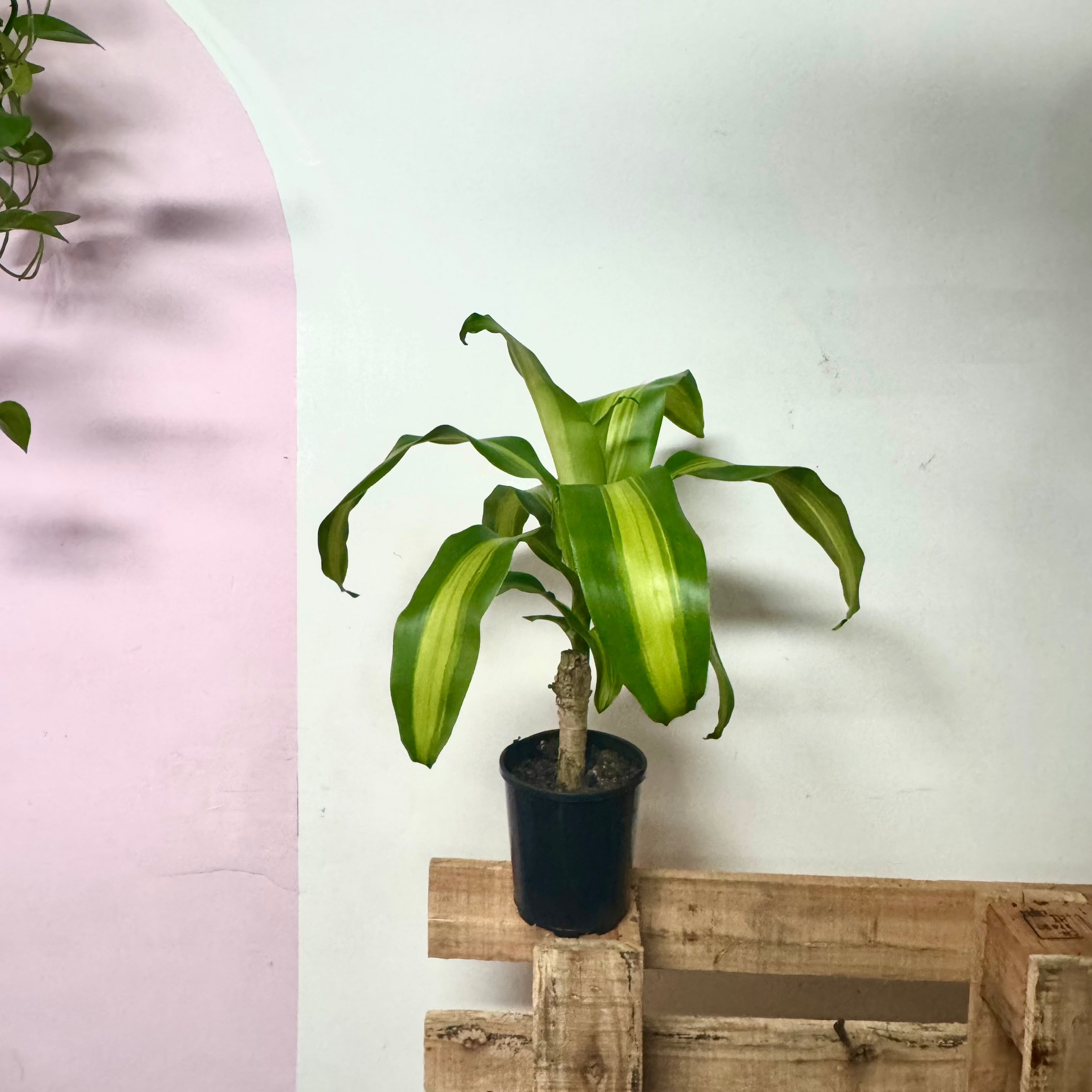 dracaena happy plant care Dracaena Happy Plant - Yellow Stripe