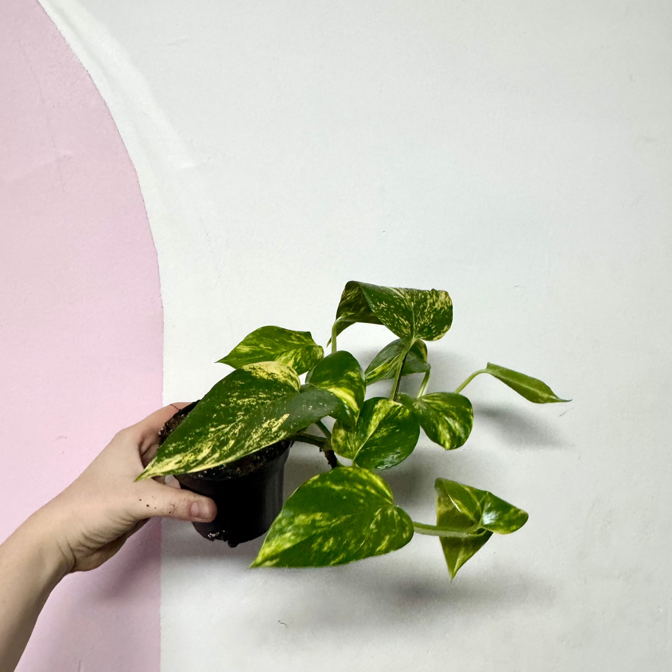 Devils Ivy 'Pothos'