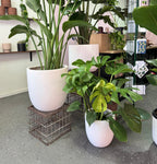 Asher Egg Pot - White
